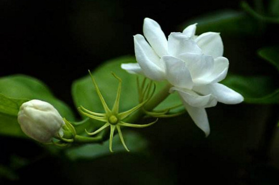 茉莉枝干枯能活过来吗