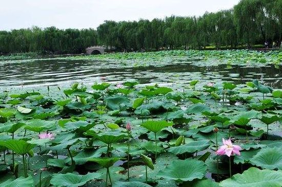 大明湖荷花什么时候开