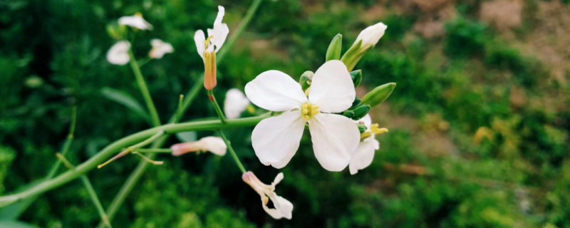 萝卜花是什么颜色的