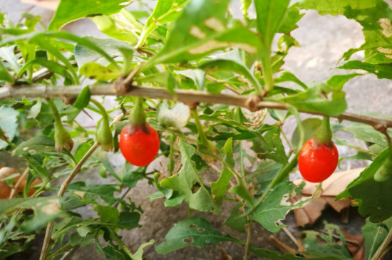 野生枸杞移栽时间