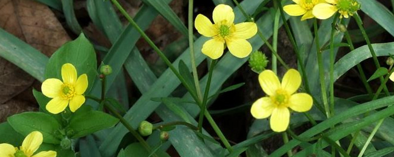 狗牙花寓意