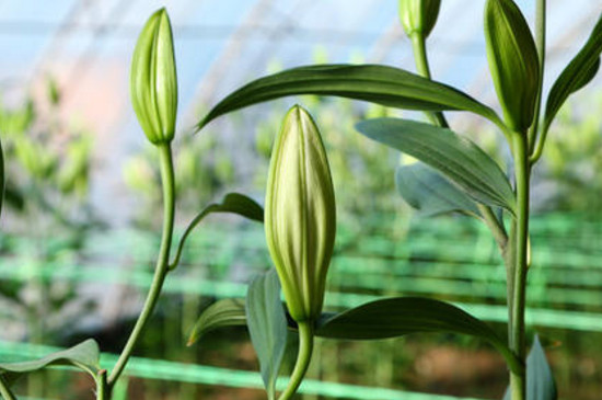 百合花小花苞变黑