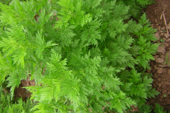 黄花蒿是什么植物