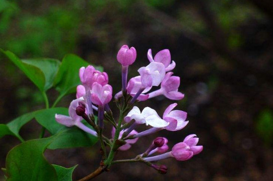 丁香花的品格是什么