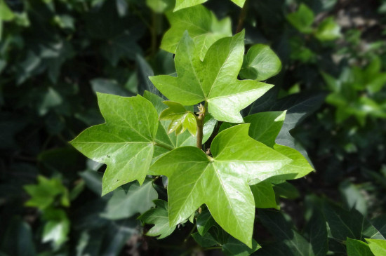 像手掌的叶子植物名字