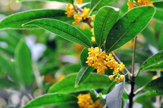 桂花叶芽花苞怎么区分