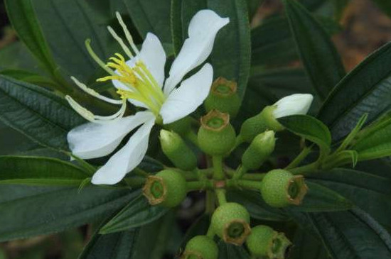 白花野牡丹功效与作用