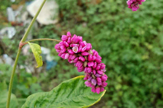 花蓼是什么