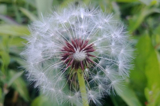 蒲公英什么季节被吹落种子