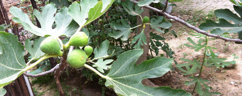 无花果剪枝时间和方法