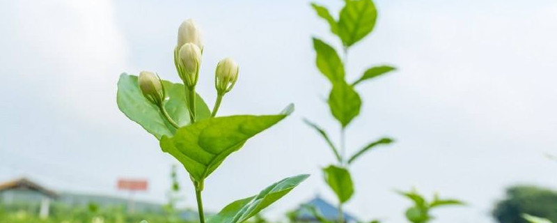 茉莉花可以吃吗