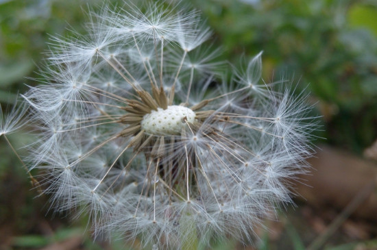 奶汁草是不是蒲公英