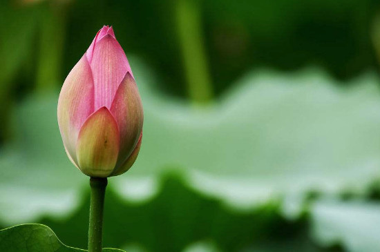 花蕾和花蕊什么区别