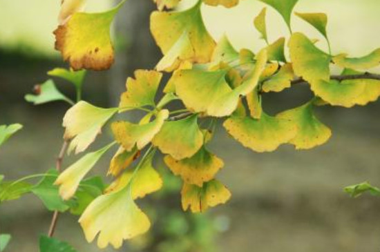 银杏叶是什么季节开的