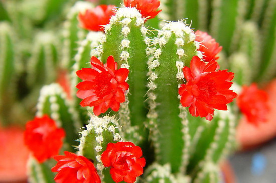 沙漠之花是什么植物