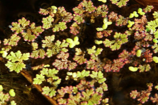 满江红植物几级保护植物