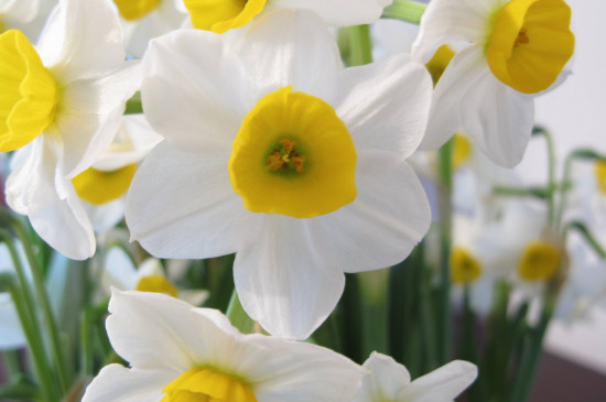 水仙花是什么季节什么时间开放