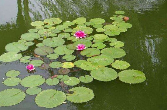 浮萍可以用来喂鸡鸭吗