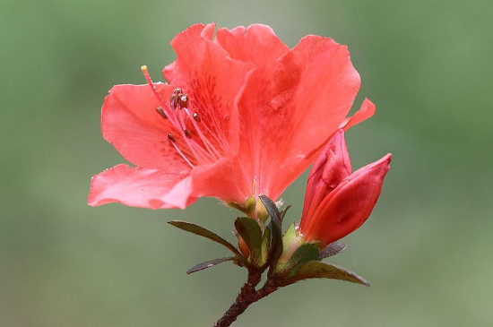 杜鹃花是什么季节开的