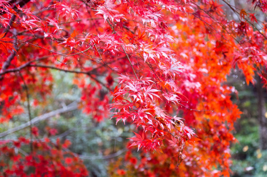 苏州天平山枫叶时间