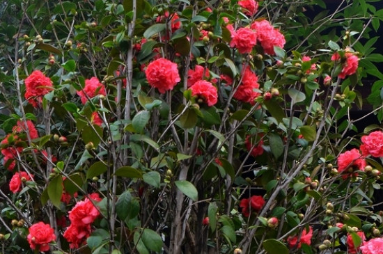 盆栽茶花怕冻吗