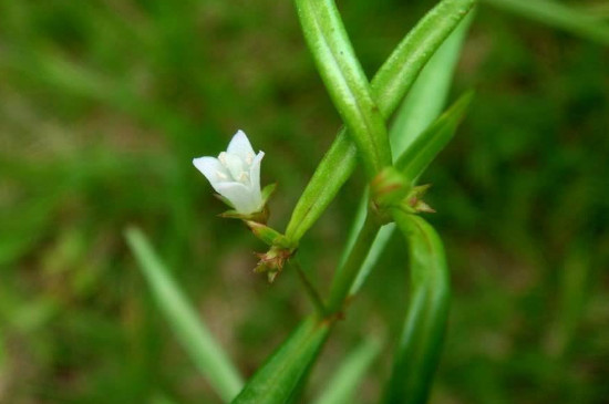 铁树叶半枝莲白花蛇舌草的功效