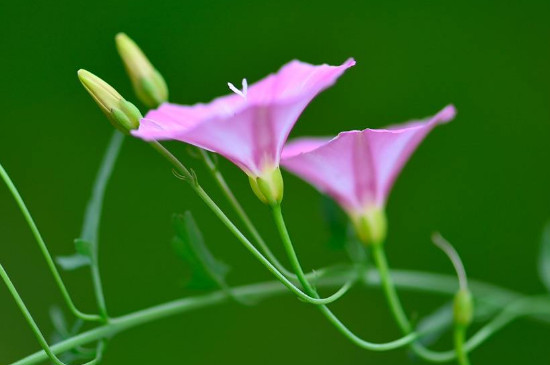 牵牛花为什么叫牵牛花