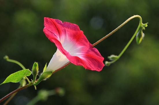 牵牛花为什么叫牵牛花