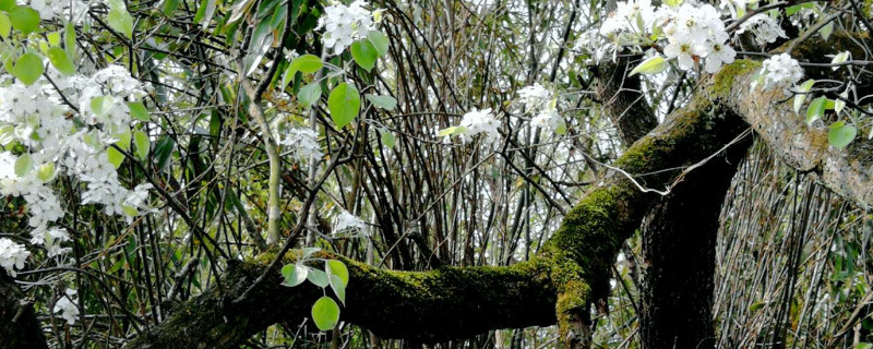 棠梨下山桩栽植要点