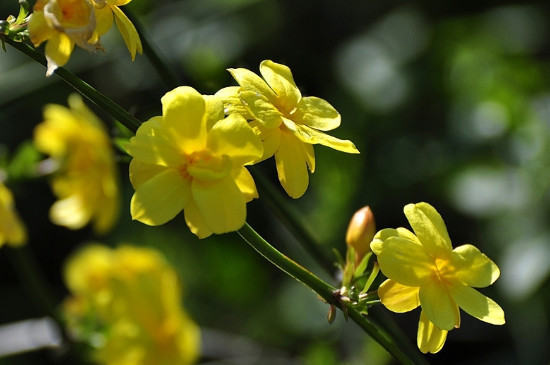 探春花与迎春花的区别