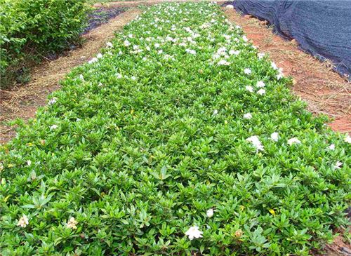 栀子花种植与养护技巧