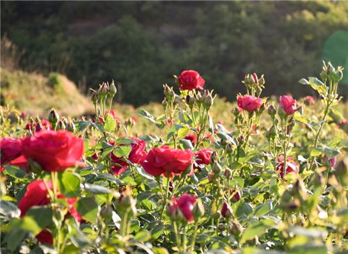 玫瑰花怎么养护