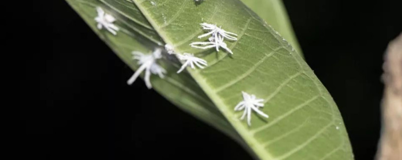 花盆浇水后出现白色跳虫