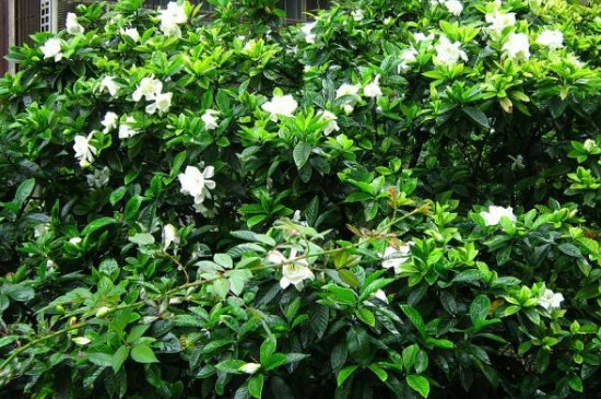 栀子花怎样才算是缓苗成功