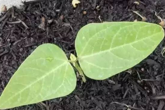 阳台怎样种植羊角蜜