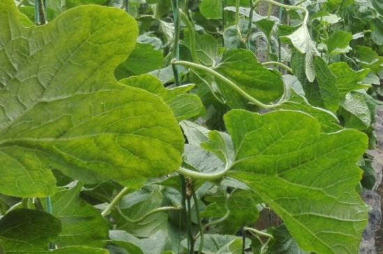 阳台怎样种植羊角蜜