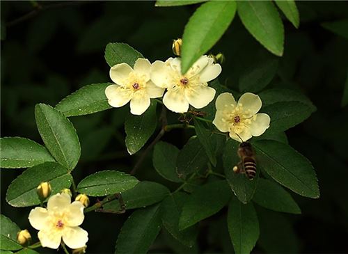 野蔷薇花语