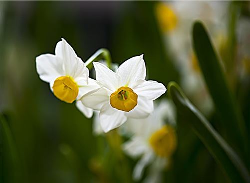 水仙花花语