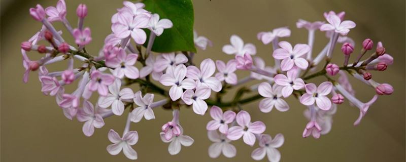 丁香花几月开