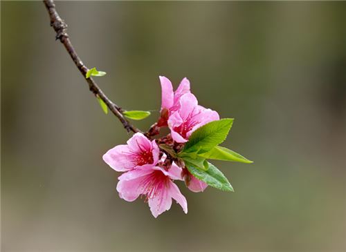 三月是什么花