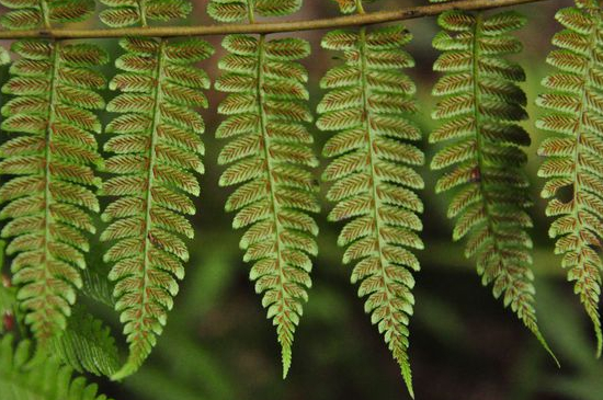 蕨类植物怎么浇水