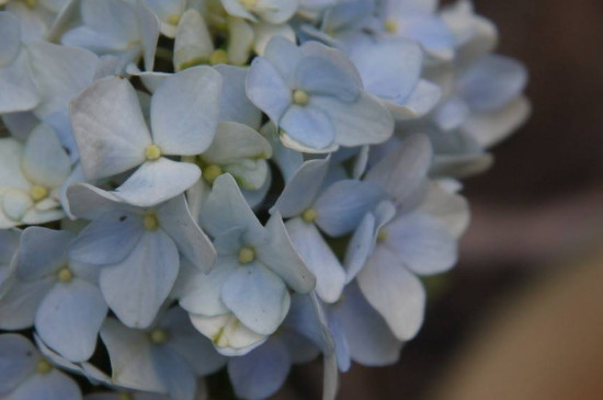 绣球花开完花后什么时候修剪?