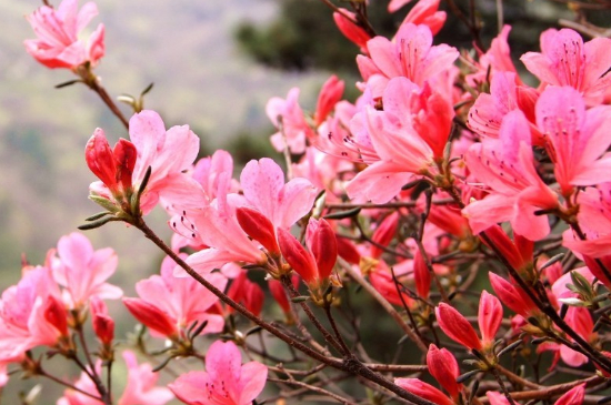 杜鹃花只剩枝干能活吗