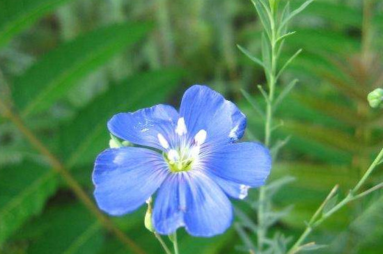 蓝亚麻花的花语