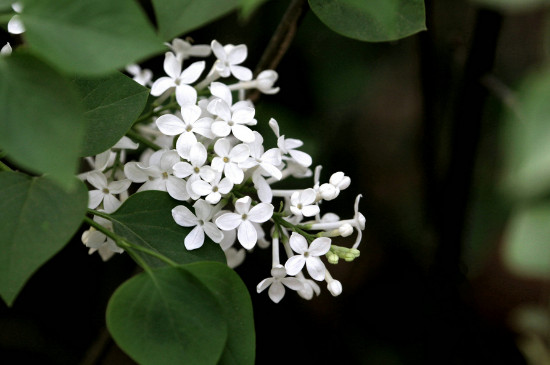 白色丁香花可以放在室内养吗