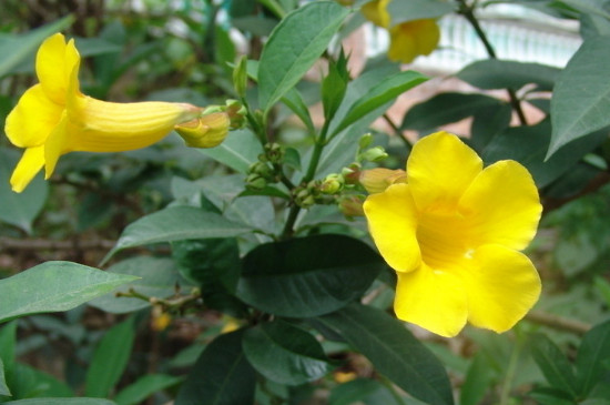 黄蝉花与黄钟花区别