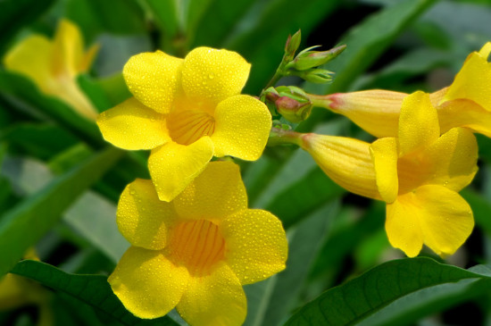 黄蝉花与黄钟花区别