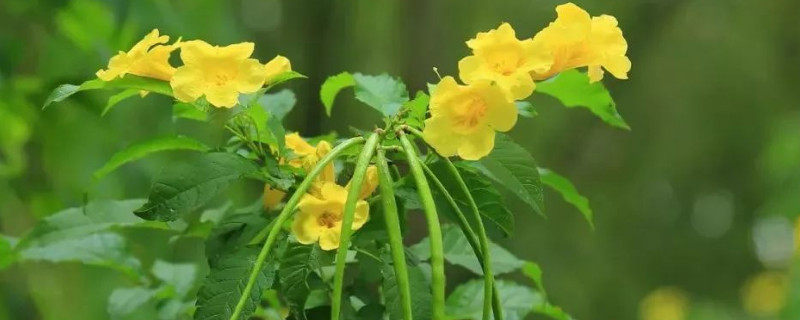 黄钟花什么时候开花