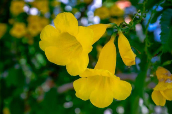 黄钟花什么时候开花