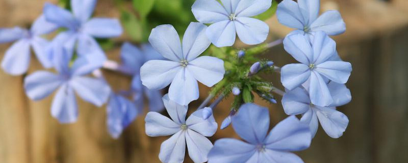 梅雨季节花可以放在露天吗